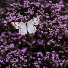 Butterfly, pink butterfly background, pink butterflies, cosmetics, heart, decorative png. Download Wallpaper 3415x3415 Butterfly Flowers Lilac Insect Wings Ipad Pro 12 9 Retina For Parallax Hd Background