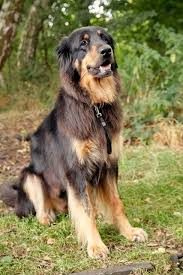 Golden Retriever Noble Loyal Companions Dog Crossbreeds Dog Breeds Mixed Breed Dogs