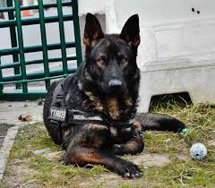 The sable german shepherd has always been acknowledged as the quintessential dog because it has a dna similar to that of a wolf. Dark Sable German Shepherd Petsidi