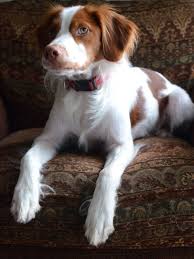 Brit Looks Like My George Brittany Dog Cute Animals Dogs