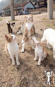 pin on country living