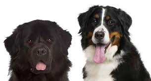 Newfoundland mix puppies for sale. Bernese Mountain Dog Vs Newfoundland Which Giant Breed Is Right For You