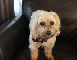 FOUND*** NOV 30 We lost our Dean back