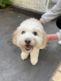 Lost dog found near CR 445, friendly male