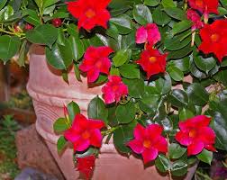 Rio dipladenias, red blooms with sprengerii fern and spike accents. Dipladenia Conseils D Entretien Pour Une Belle Floraison