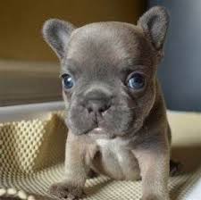 French Bulldog Black And White Blue Eyes Mini French Bull Dog That Is Light Grey With Bright Blue Eyes Results For Yahoo Image Search Results Cute Baby Animals Bulldog Puppies Baby Dogs