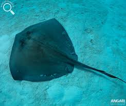 Image result for Stingray