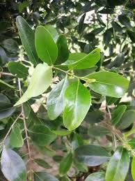 Image result for Pleurostylia capensis