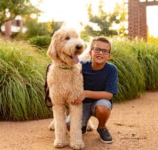 Our current litter of labradoodles for sale/adoption in the dallas fort worth (dfw) area of north texas. Prepare Lubbock Tx Pet And People Portrait Photographer Julie Cordero Photography Blog