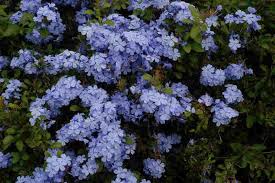 Clay high organic matter loam (silt) sand soil ph: Plumbago Drought Resistant Plants Florida Plants Drought Tolerant Shrubs