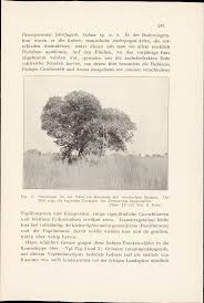 Image result for Psorospermum mechowii