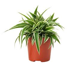 Ikea Chlorophytum Potted Plant Spider Plant Ikea Plants Spider Plants Easy Care Plants
