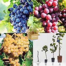 epingle sur plants de vigne