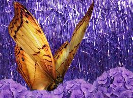 He intentado varias cosas sin éxito. Descargar Descansadores De Pantalla Mariposas Con Movimiento Gratis Imagui