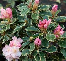 Rhododendron Unique Variegated Rhododendron Plants Waterwise Garden