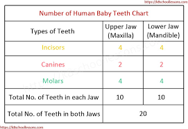 human tooth structure for kids types of teeth structure