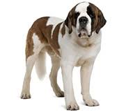 Bernards will grow to be about 26 to 28 inches (66 to 71 cm) and weigh about 120 to 140 pounds (54 to 63 kg). Saint Bernard Dog Breed Facts And Traits Hill S Pet