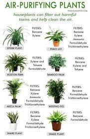 Activated charcoal has long been used in filters to purify air and water. Image Result For Plants To Purify Air Plants Best Indoor Plants House Plants Indoor