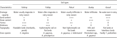 Image result for Andropogon pseudapricus