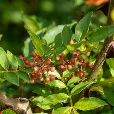 Image result for Zanthoxylum