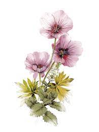 La Scarlatte Botanical Hand Cream World Brand Design Botanical Flowers Watercolor Flowers Botanical Illustration