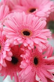 3840x2160 pink daisy flower wallpaper desktop background on hd wallpaper. Gerbera Daisy 646x968 Wallpaper Teahub Io