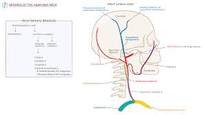 Image result for carotid artery