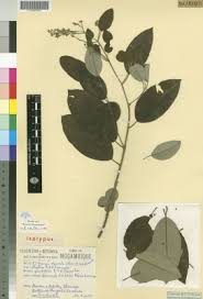 Image result for Ceratotheca integribracteata