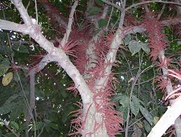 Image result for Maesobotrya