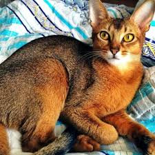 Run jointly by celia hammond animal trust, lewisham & rspca london south east branch. Abyssinian
