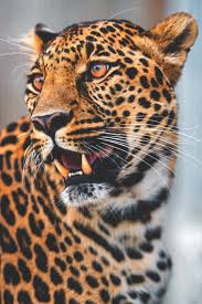 Tapiture Animals Wild Animals Beautiful Beautiful Cats