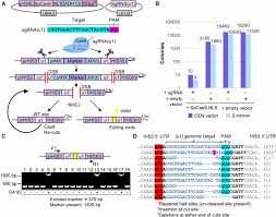 Synthetic gene drives based on crispr/cas9 have the potential to control, alter, or suppress populations of crop pests and disease vectors, but it is unclear how they will function in wild populations. Tuning Crispr Cas9 Gene Drives In Saccharomyces Cerevisiae G3 Genes Genomes Genetics