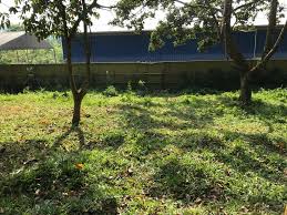 Suhu dan kelembapan udara, tekanan, kelajuan dan arah angin, pemendakan, matahari terbit, matahari terbenam, naik bulan, set bulan. Perkhidmatan Tebang Pokok Kuantan Laman Rumput