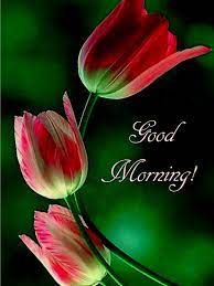 Check spelling or type a new query. Good Morning Flowers