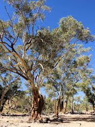 Image result for Eucalyptus camaldulensis