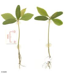 Image result for Hugonia elliptica