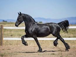 Descripcion Del Caballo Negro Farmer
