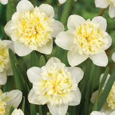 Narcissus Ice King Daffodil Bulbs Thompson Morgan Daffodil Bulbs Daffodils Bulb Flowers