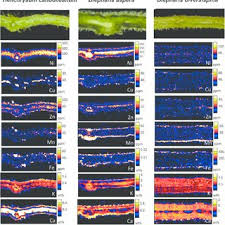 Image result for Helichrysum candolleanum