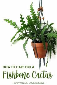No, fishbone cactus isn't toxic to either cats or dogs and one can keep this plant at their homes without the fear of it harming their pets. Fishbone Cactus How To Grow And Care For An Epiphyllum Anguliger Plant