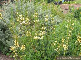 Image result for Leonotis decadonta
