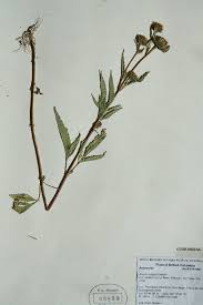 Image result for Bidens steppia