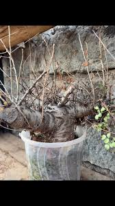 Image result for Commiphora kua