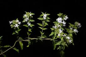 Image result for Jasminum multiflorum