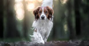 The baroness von hardenbroek von ammerstol saved the kooikerhondje from extinction in 1939. Hollandische Hunderassen 8 Hunde Aus Den Niederlanden
