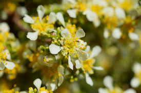 Image result for Polystachya tridentata