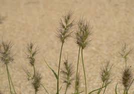 Image result for Cenchrus ciliaris