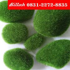 Ada beberapa jenis rumput air yang biasa dan familiar dipakai sebagai rumput di akuarium. Murah Wa 62 831 2272 8835 Hiasan Akuarium Plastik Rumput Sintetis Aquarium Rumput Sintetis Aquascape Jual Rumput Sintetis Aquarium Rumput Sintetis Buat Aquarium Jual Rumput Sintetis Untuk Aquarium Harga Rumput Sintetis Buat Aquarium Rumput