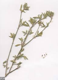 Image result for Stylosanthes