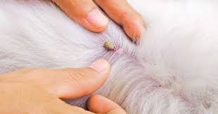 Video Above Protect Yourself From Mosquitoes Ticks Your Dog Just Wants To Play So Of Course He Was Being His Spunky Adventu In 2020 Ticks Tick Removal Dog Your Dog